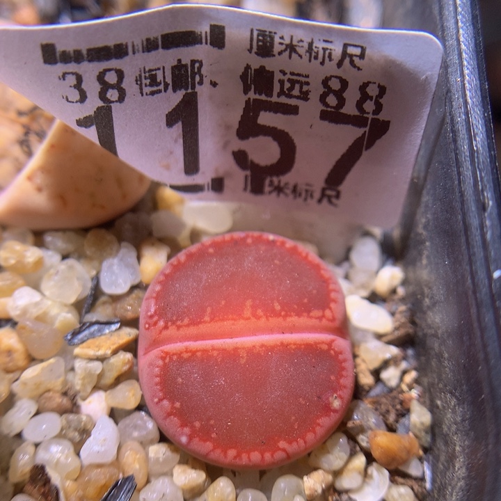 Zzz精品生石花1157