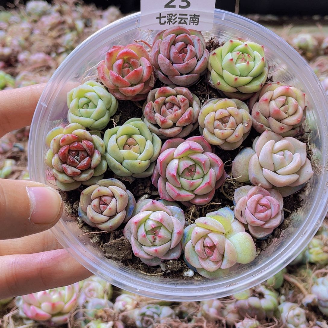 一物一拍023号。    