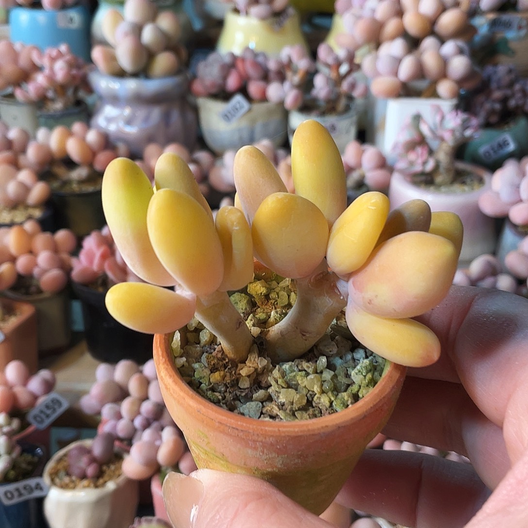 小***吖多肉植物的生长发育和生长发育