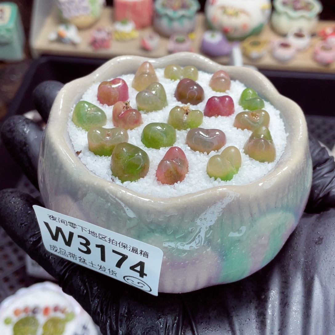 夜间零下地区拍保温箱w3174
