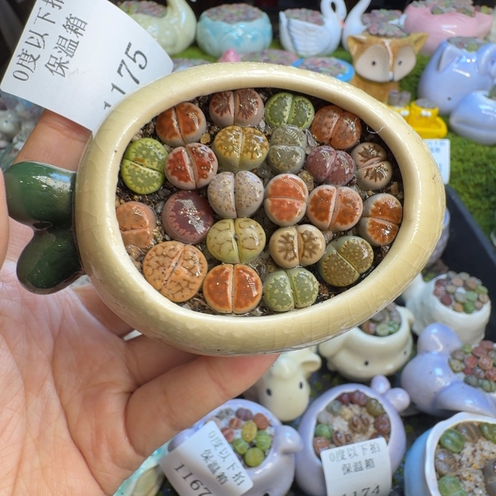 多肉植物开播福利冲1175