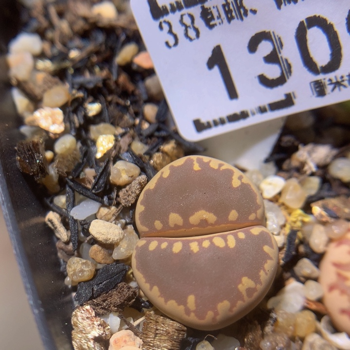 zzz精品生石花1309