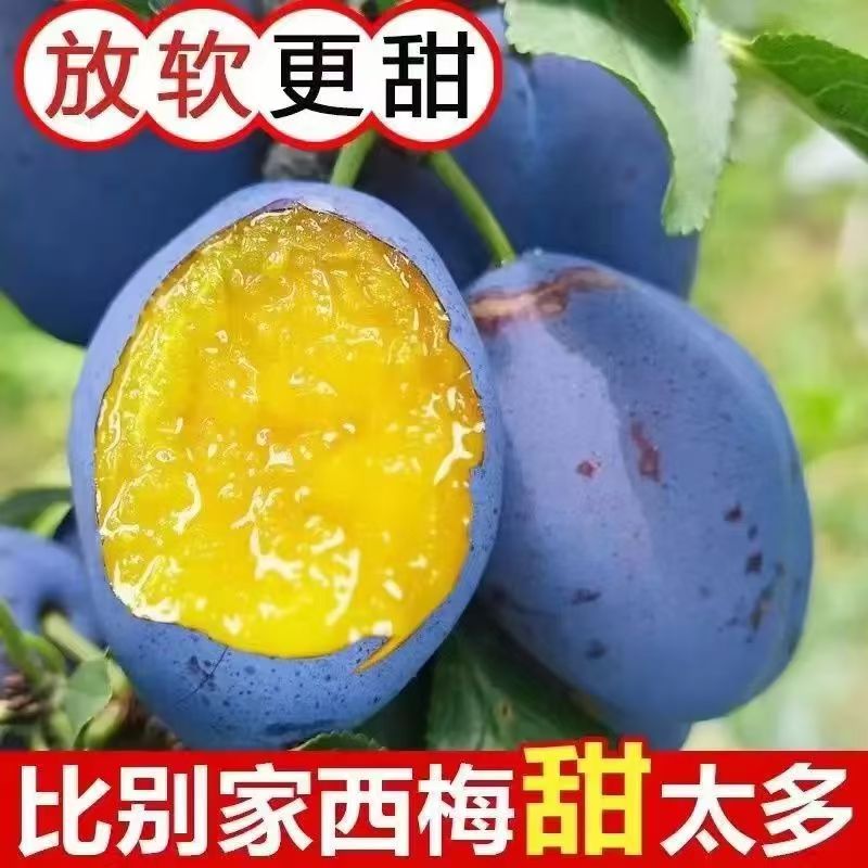 x【顺丰次日达】新鲜现摘西梅放软后吃香甜多汁当季水果产地直采3陕西省