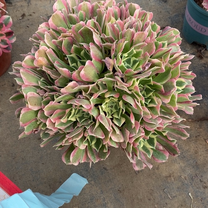 粉水晶115多肉植物法师法师