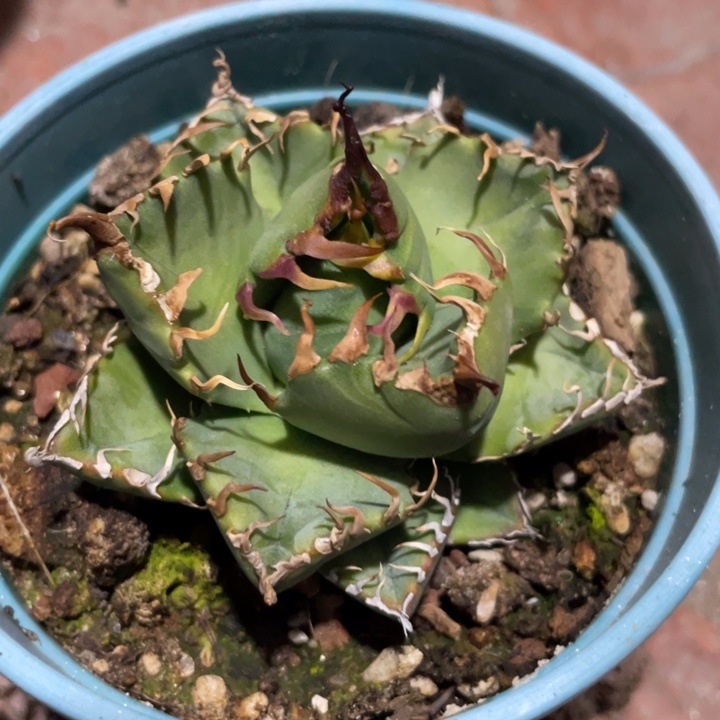 【闪购商品】魔丸。  