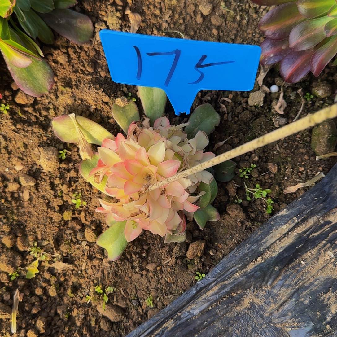 175邵羞七彩多肉哦哦哦