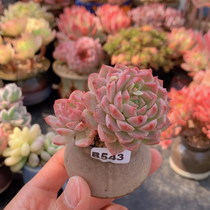 一物一拍满含盆土满38包邮B543