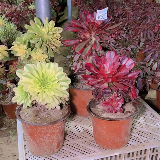 525   4颗多肉植物