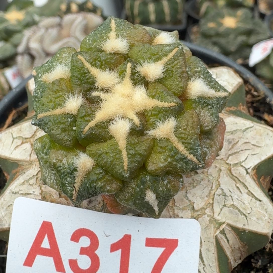 【闪购商品】盾牌大尤黑锦317