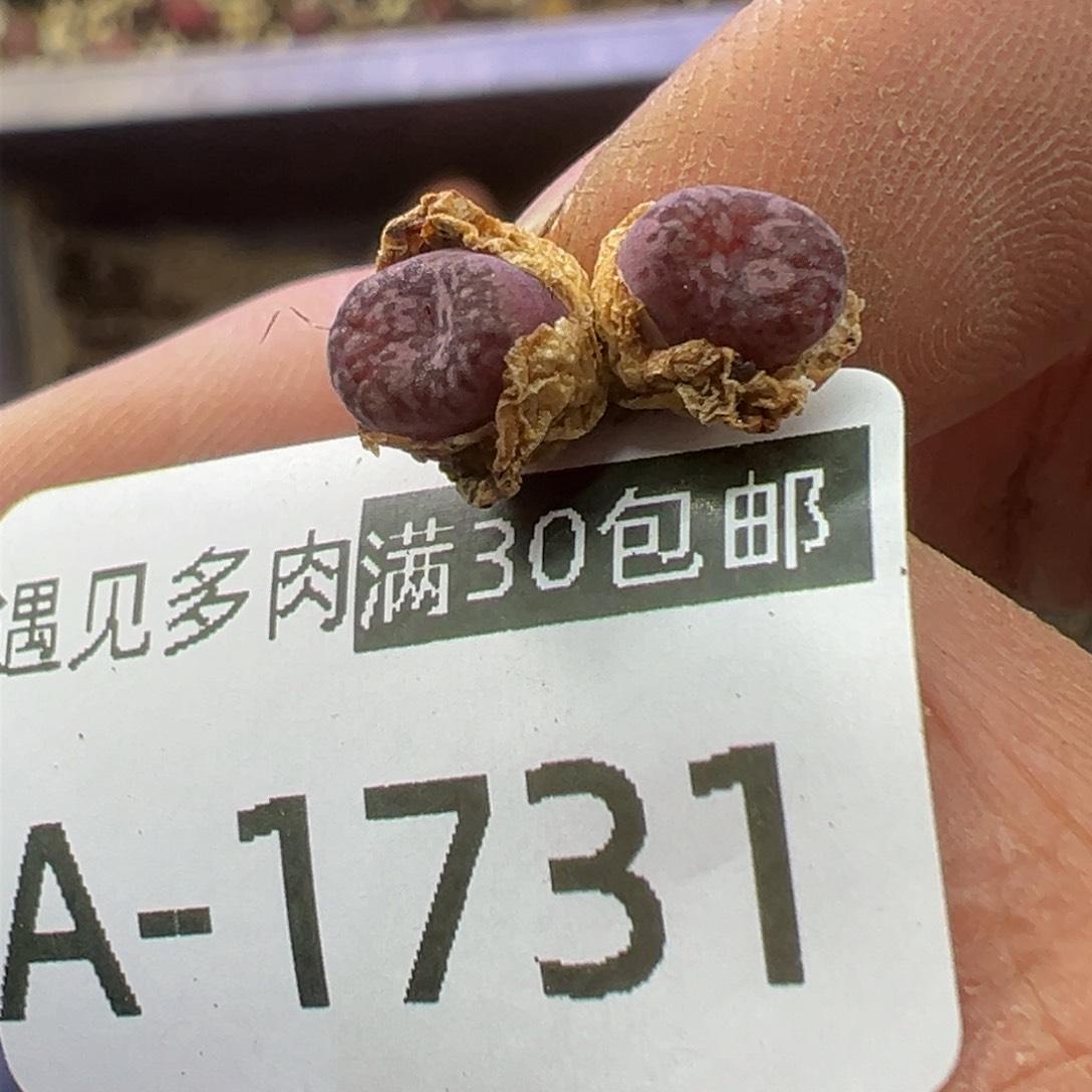 多肉植物11111111111111