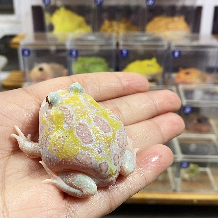 闹****角蛙195号白色变异角蛙