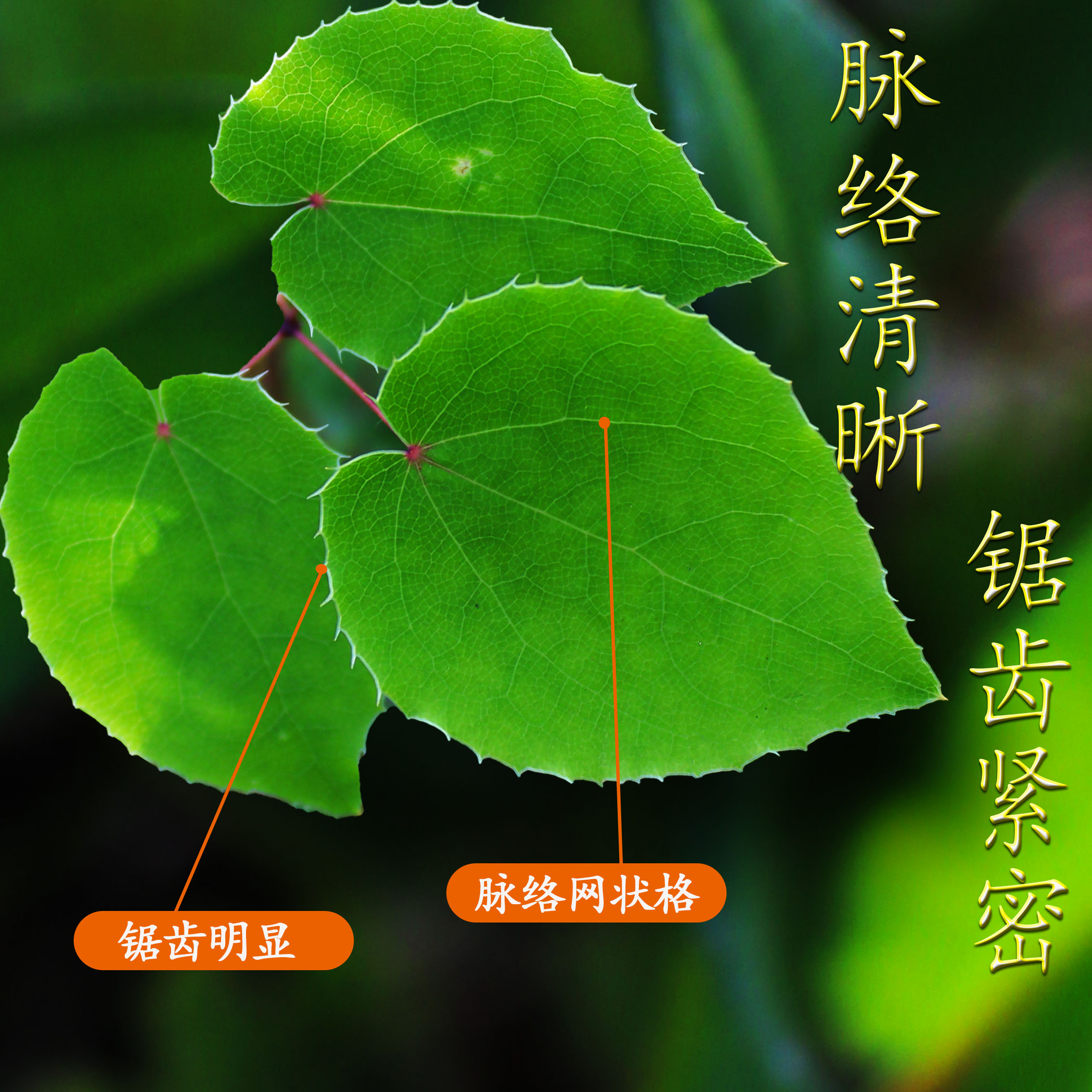 甘肃野生小圆叶三枝九叶草可搭配枸杞黄芪泡水泡酒