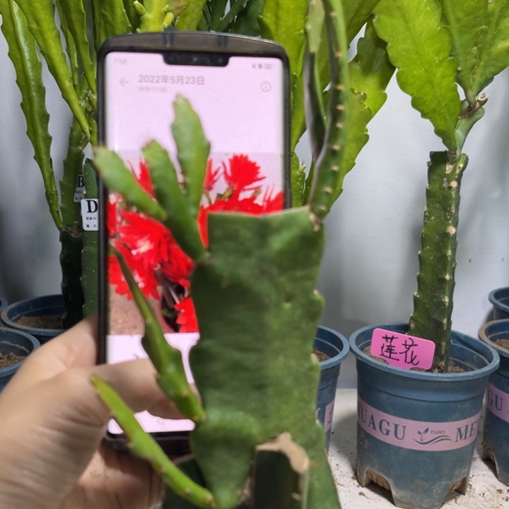 当前无花栽培后可以开花518