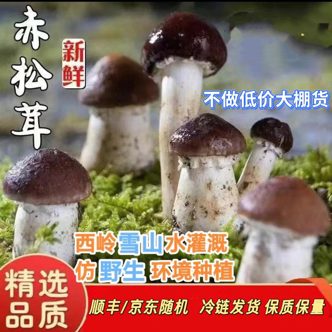 顺丰/京东不做低价大棚货打药货高原新鲜赤松茸新鲜蘑菇姬松茸