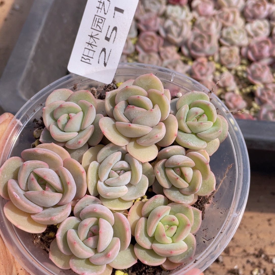 多肉植物多肉植物251