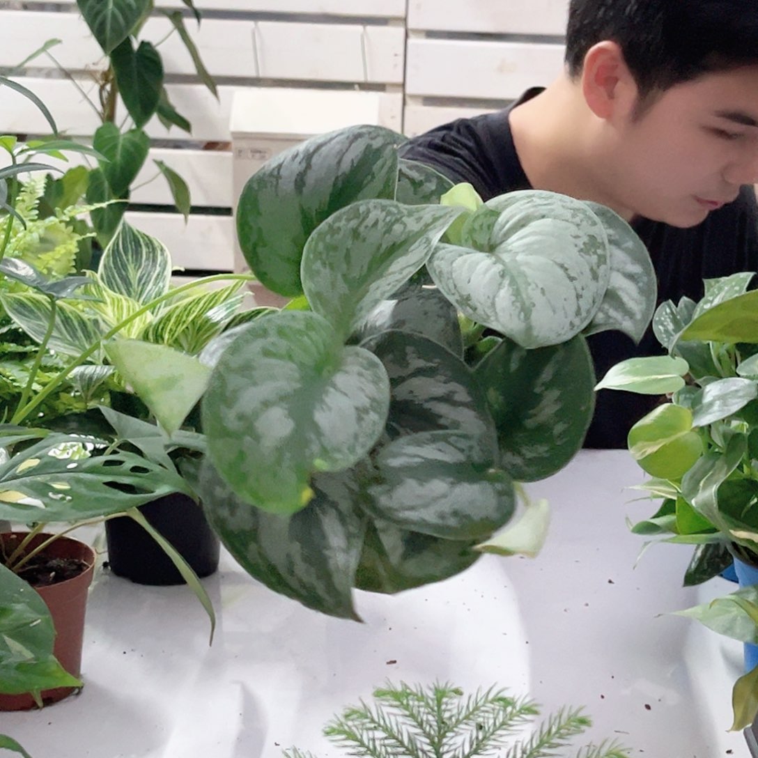 无花朵量拍 大叶银斑葛 绿萝