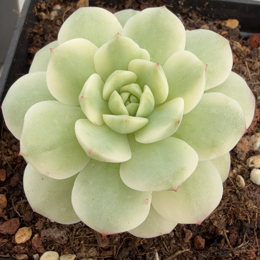 醉心 安吉园艺锦锦