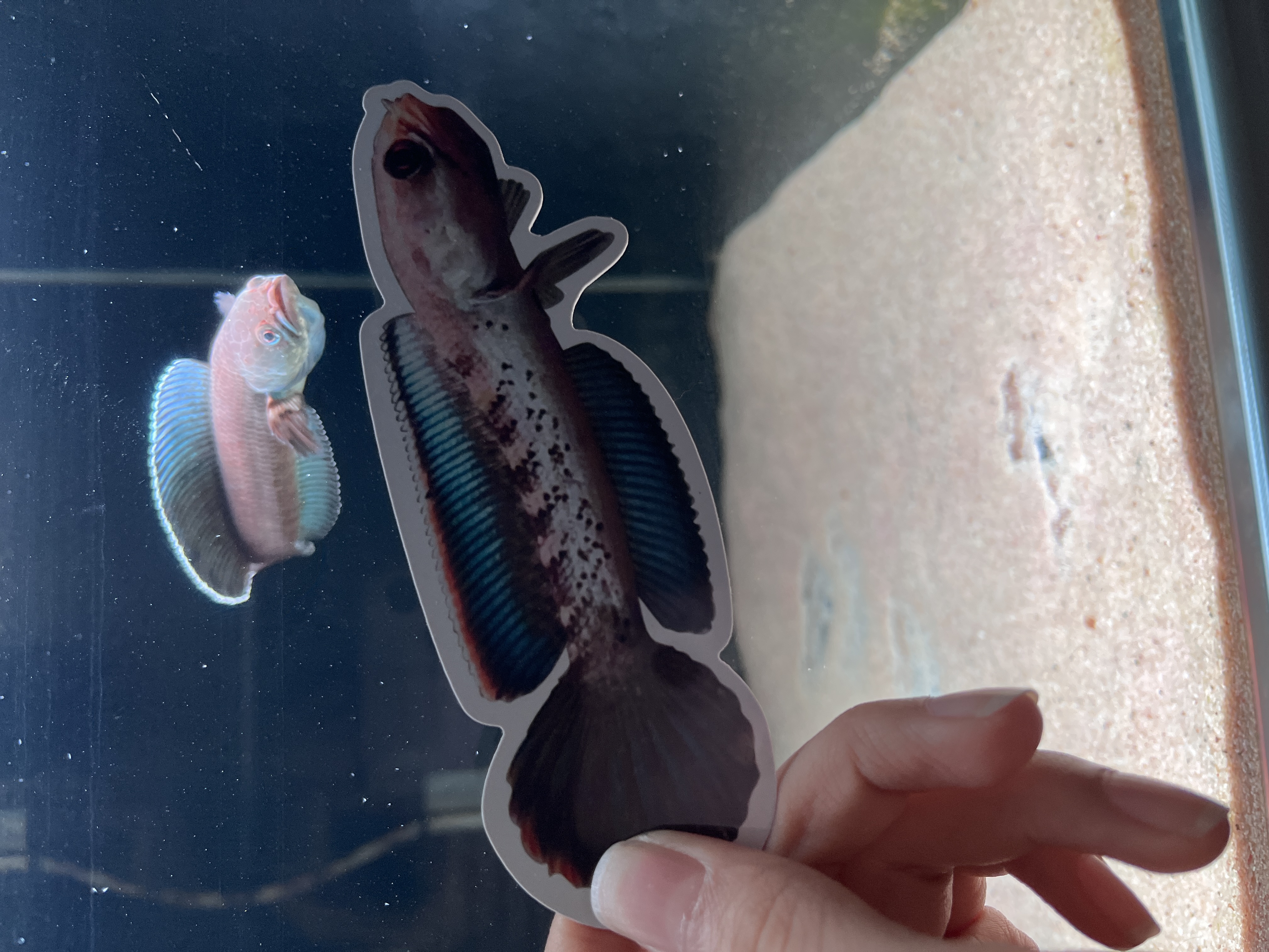 雷龙鱼训练卡片 训鱼卡 训鱼镜 小镜子 鬼王卡片 训鼓腮