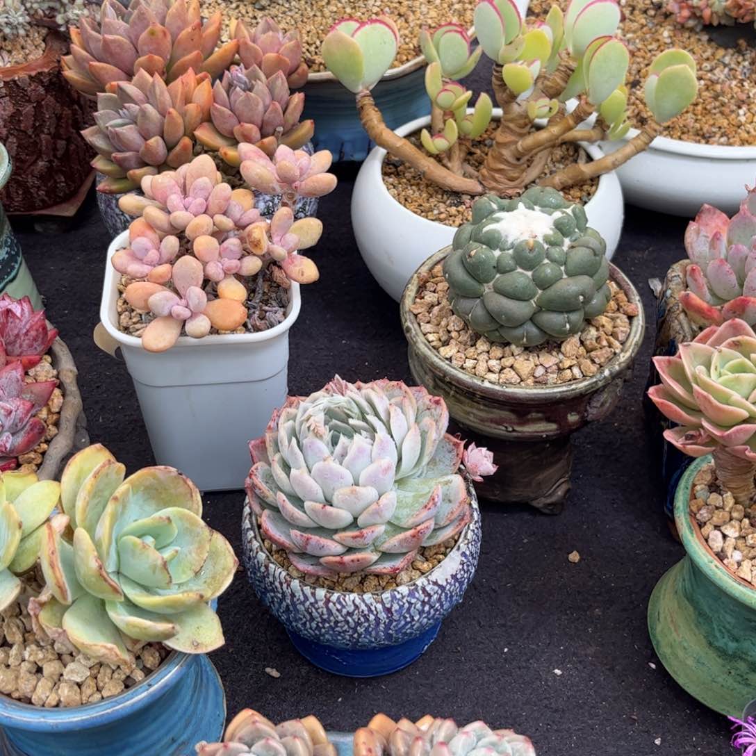 七*o多肉植物11111111