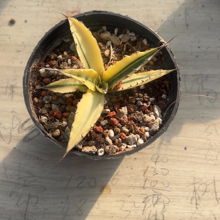 革棋蓝天锦一物一拍