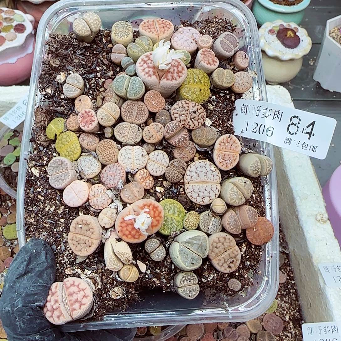 芳***生石花满18包邮1206-84