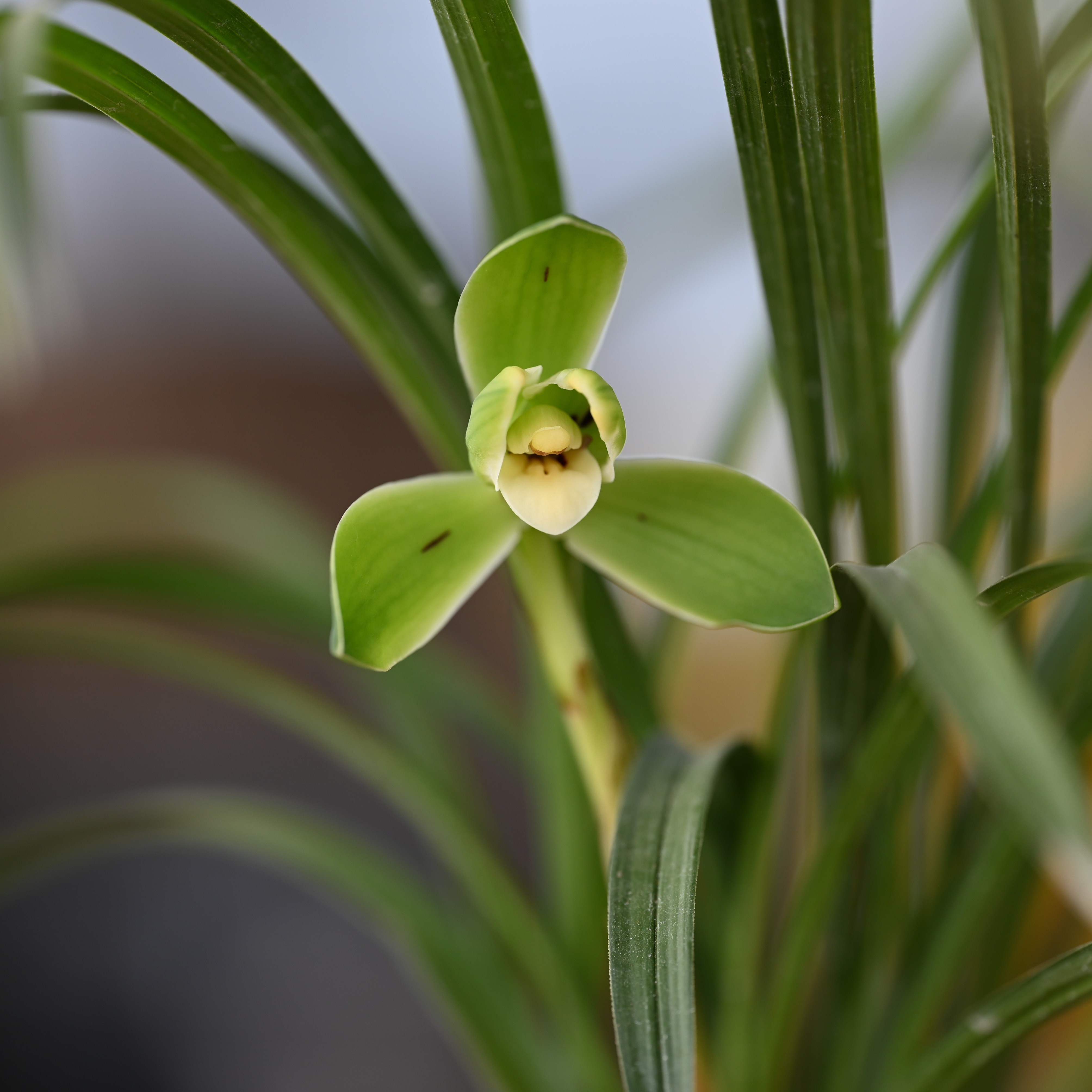 春兰经典老品种宋梅