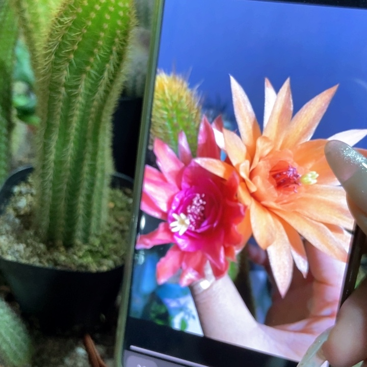 仙人球双色金妞单个自根一个