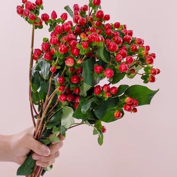云南鲜花基地直发红豆火龙珠相思豆用于婚庆插花包邮