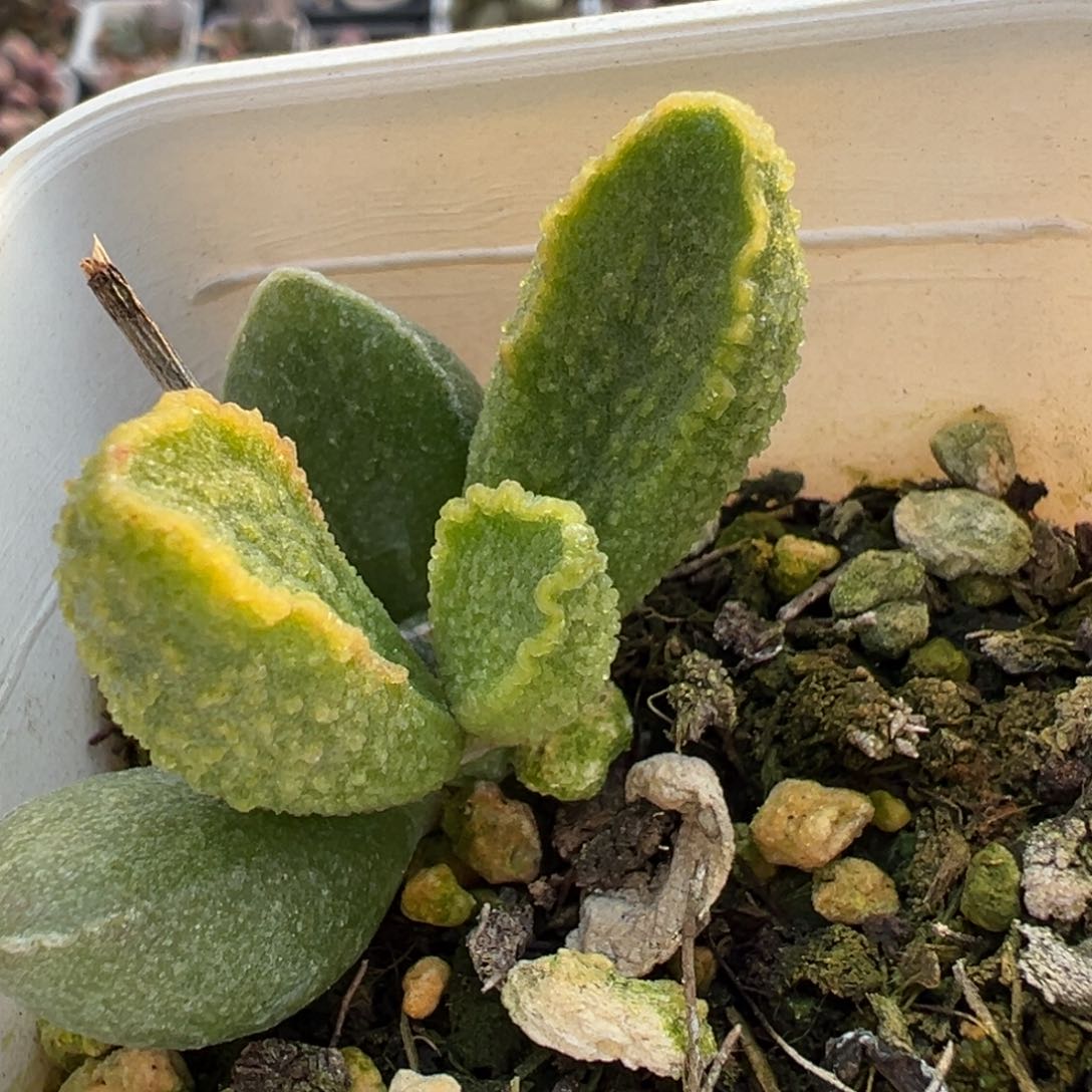 假赤焰单头纯木质桩多肉植物水泡