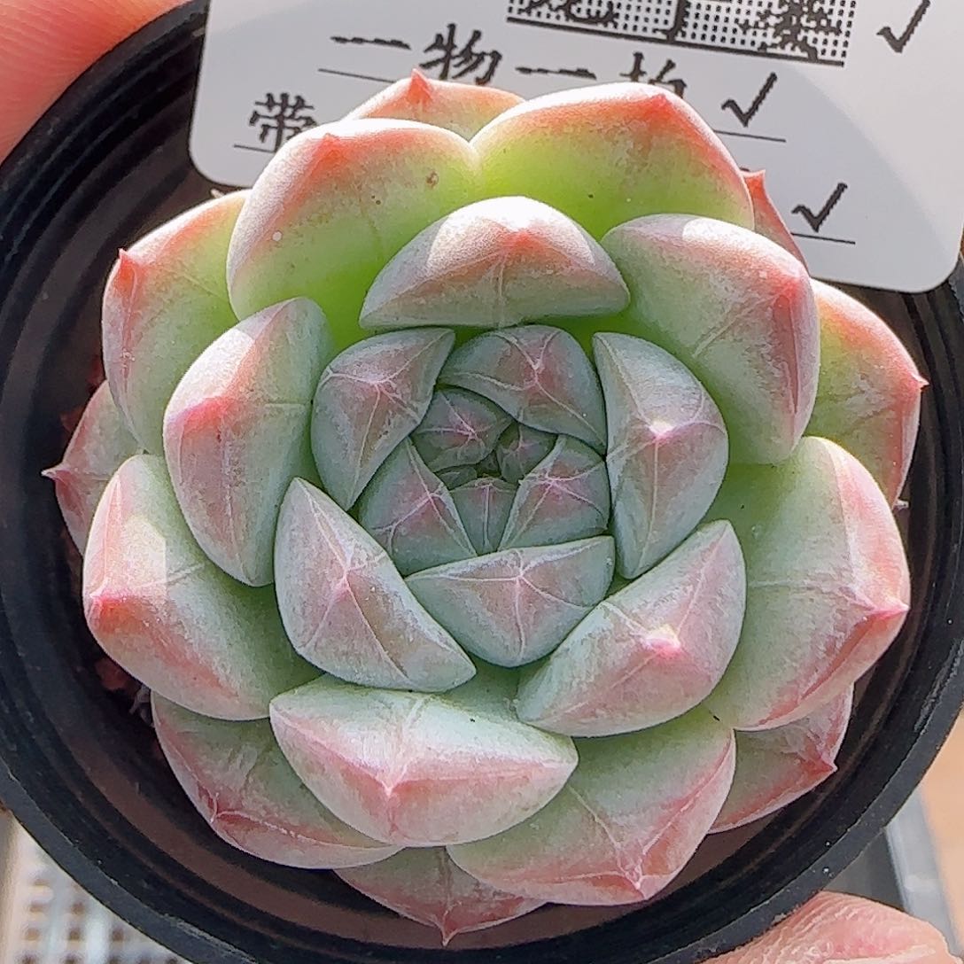 多肉0714-7暗纹糖心