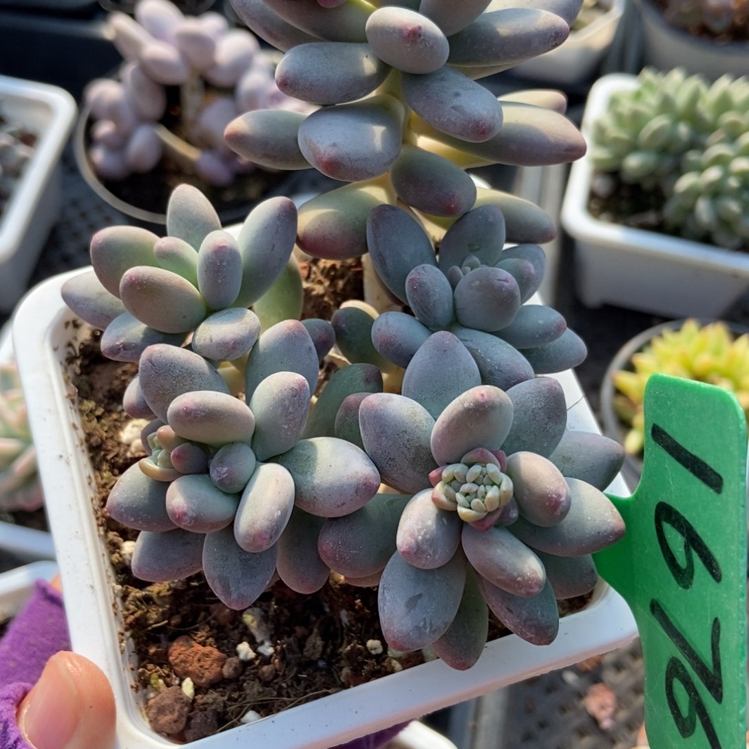 1676苹果奶多肉植物