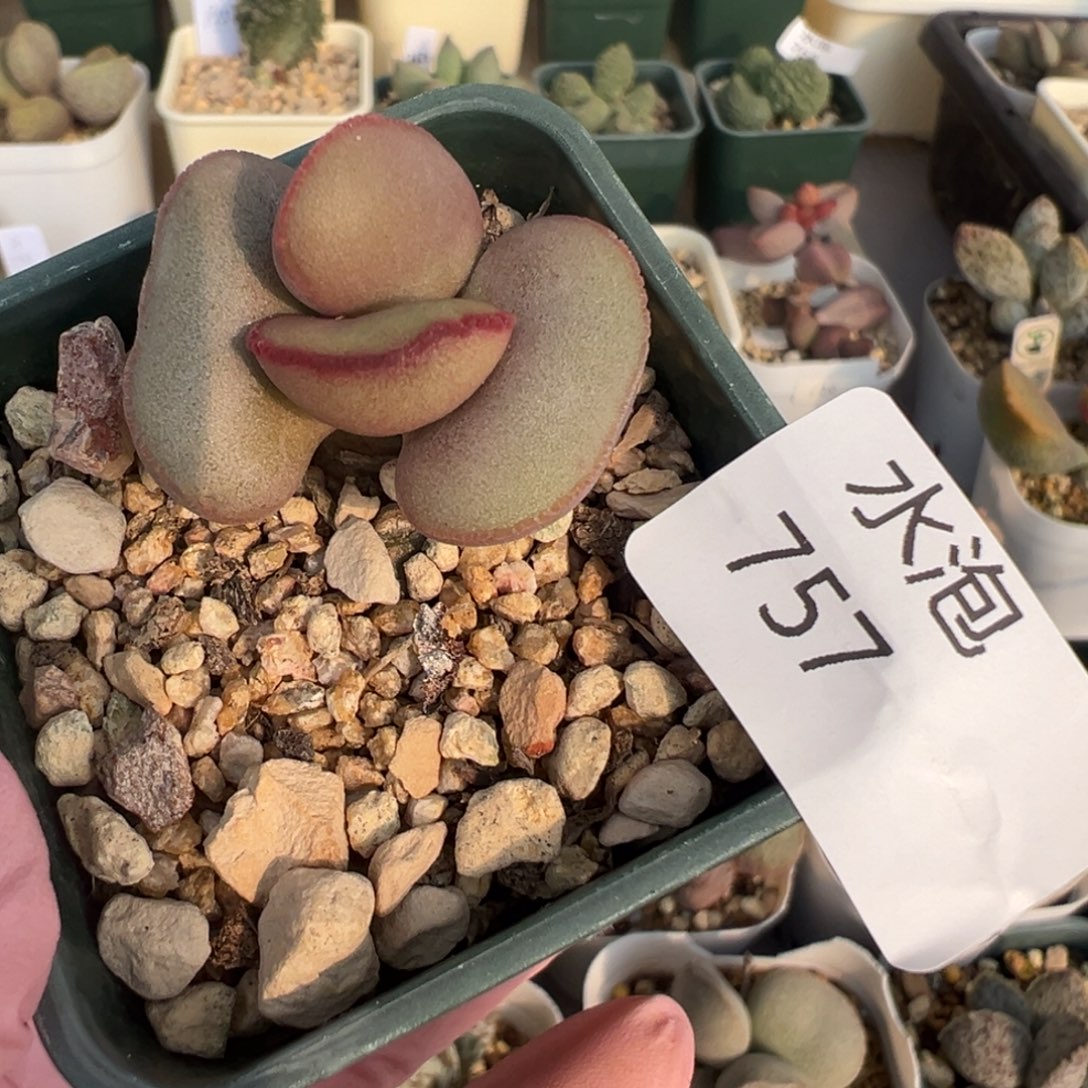 757老桩一颗红蛋胖嘟嘟