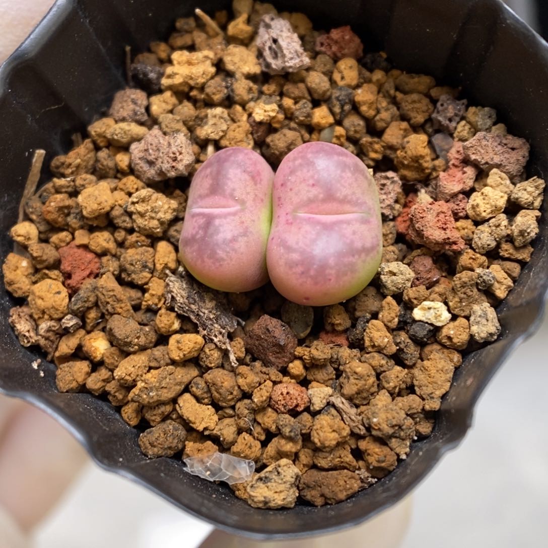 多肉植物肉锥杂交K-1051