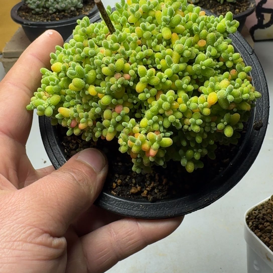 蜜橘 多肉植物枝干