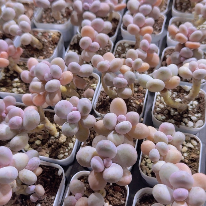 正版原始奶酪双头一颗