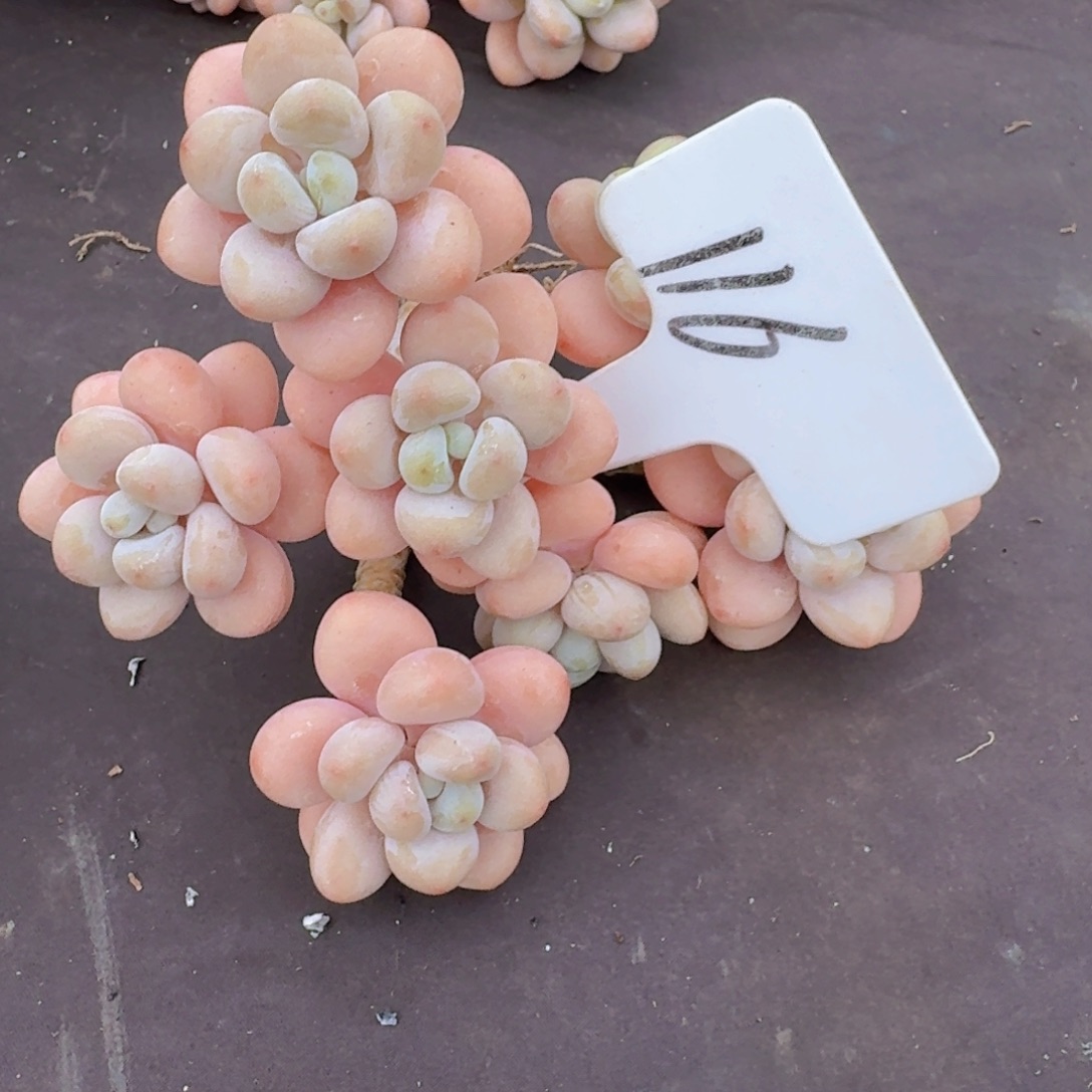 多肉植物的生长发育