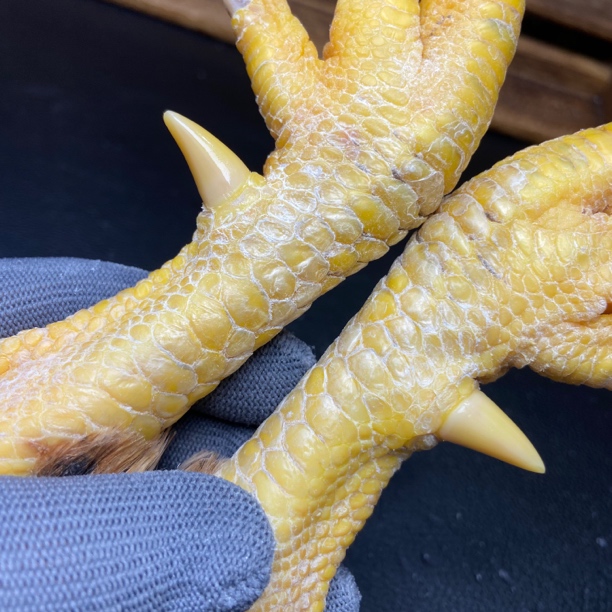 文玩鸡爪骨手把件（一对超粗骨 骨蹬分离 处理好十天左右发货）