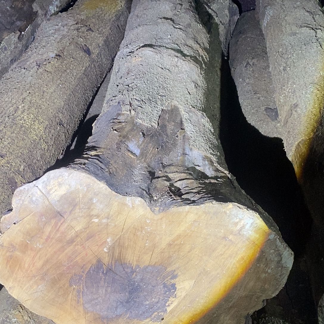 小叶桢楠金丝楠木