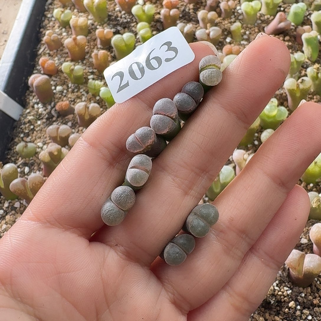 皮***丘2063皮卡丘8颗风铃玉