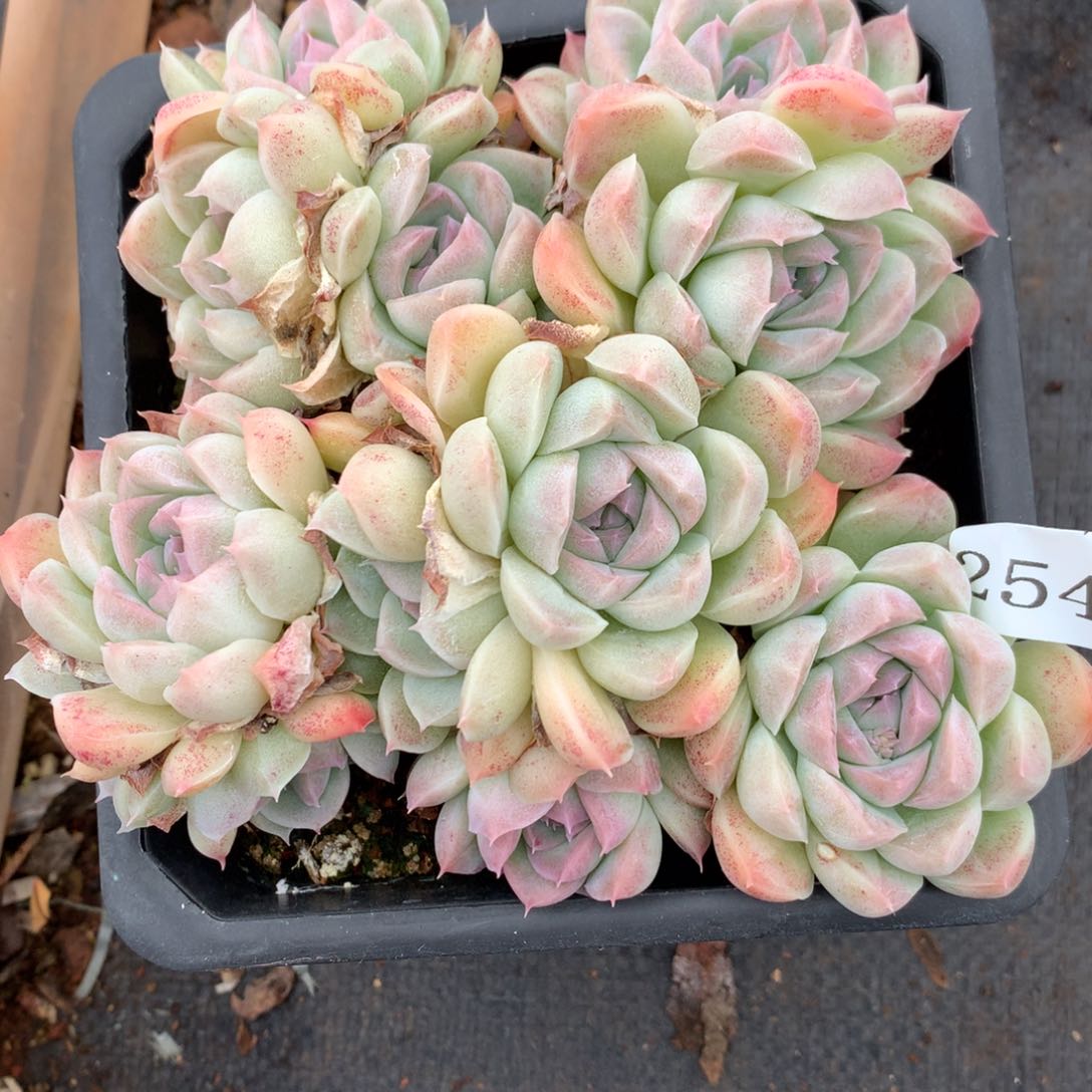 2540杂交多肉植物