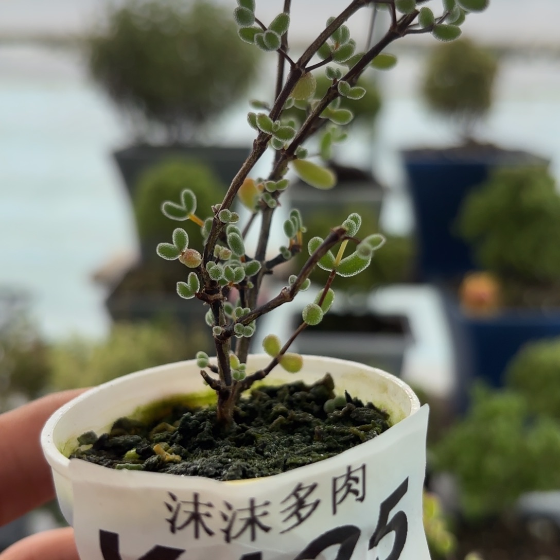 125香妃枝干福利哦