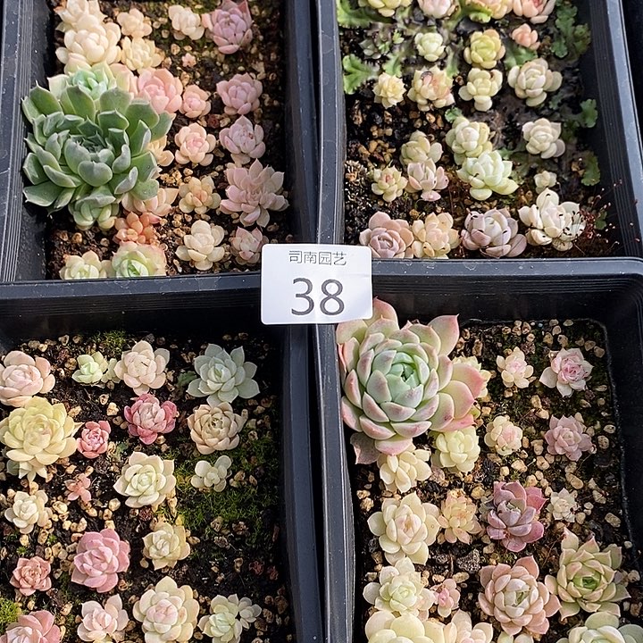 38 多肉植物盆栽花卉植物