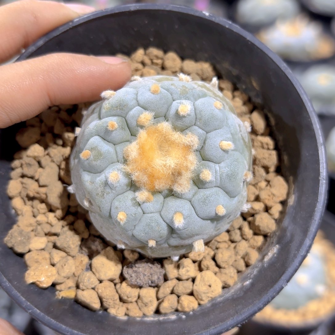 G608g g g g g g g g