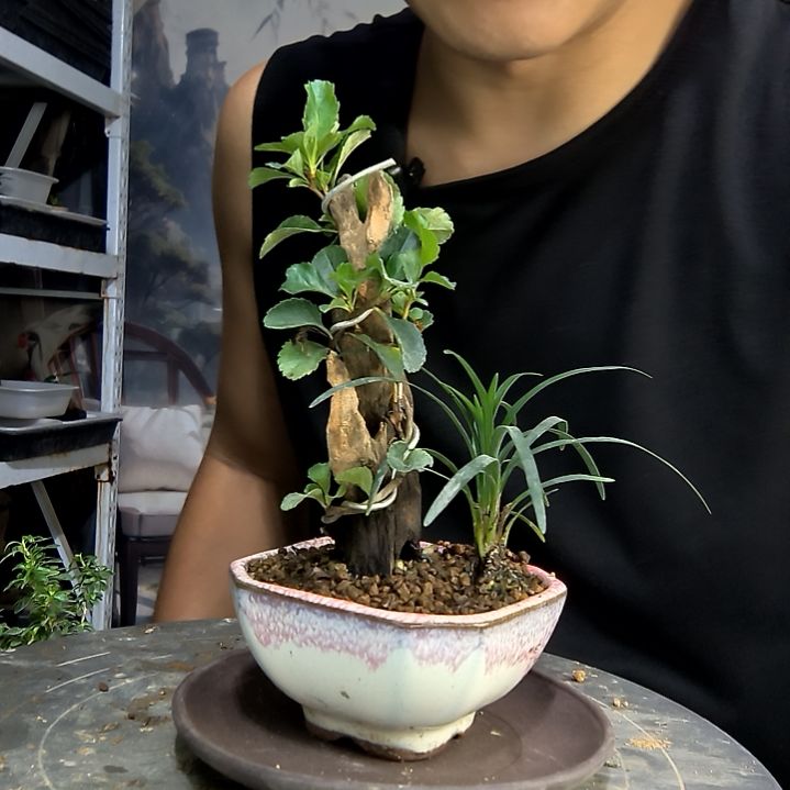 筠中青园艺一物一拍172