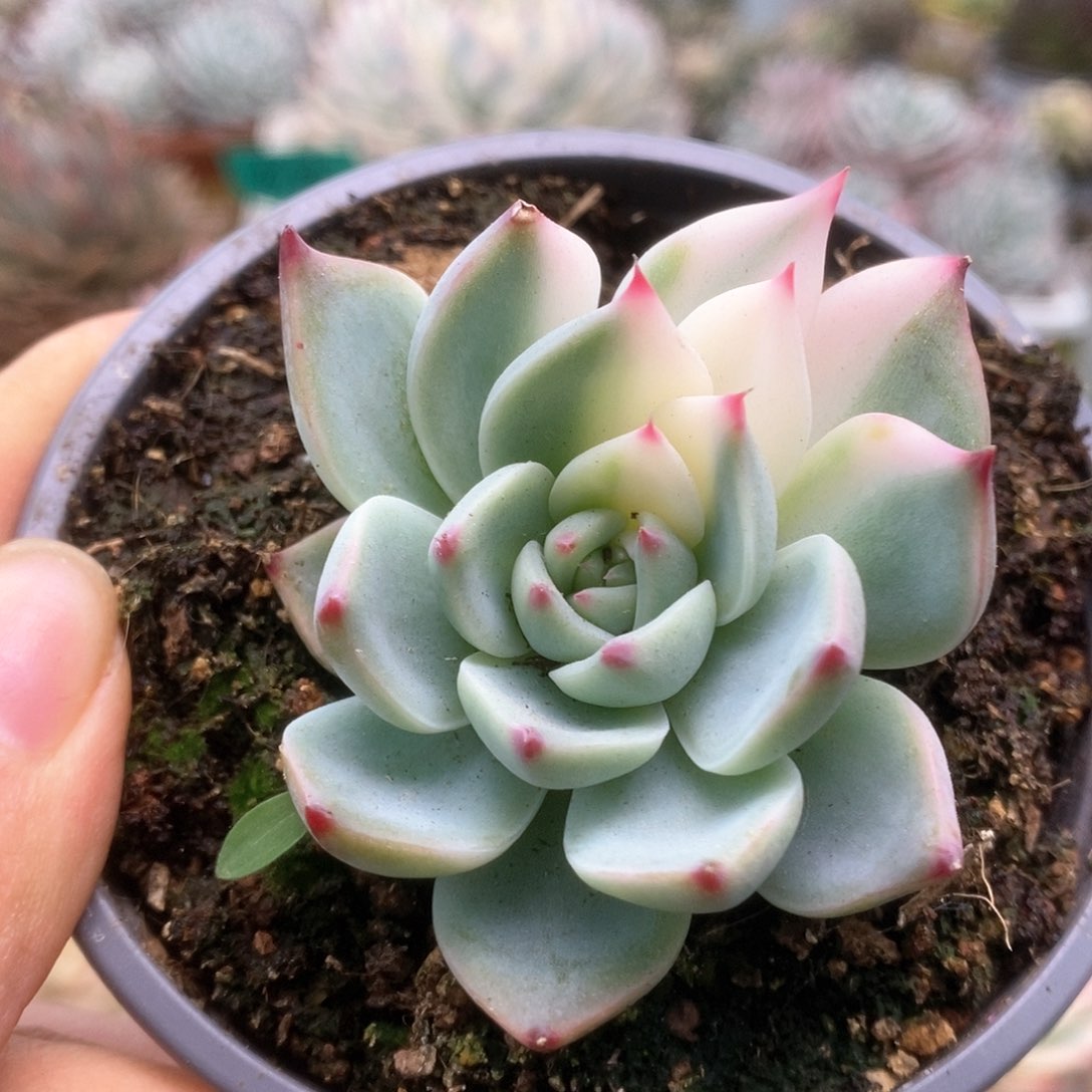 192锦锦锦锦锦锦锦