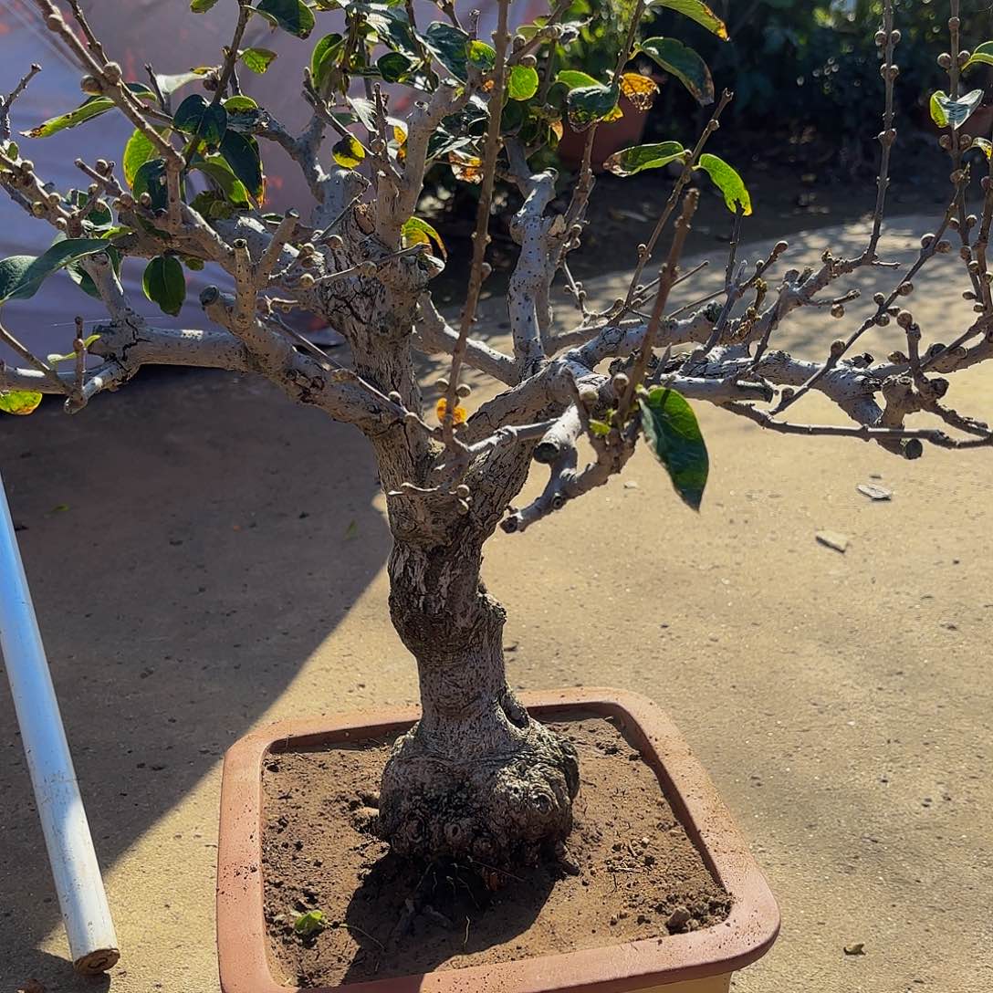 完全开放腊梅盆景造型盆栽花卉