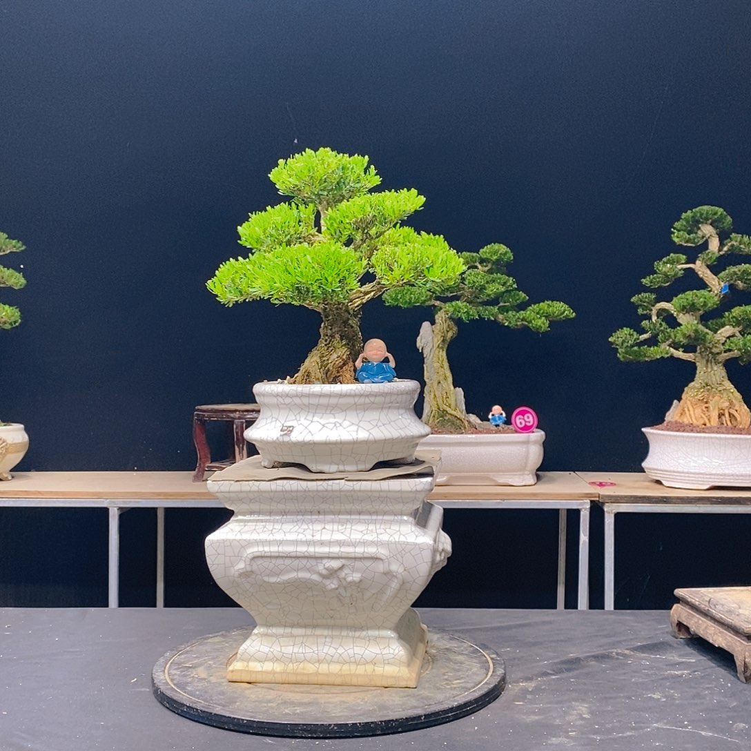 无花朵广东邹皮雀舌黄杨