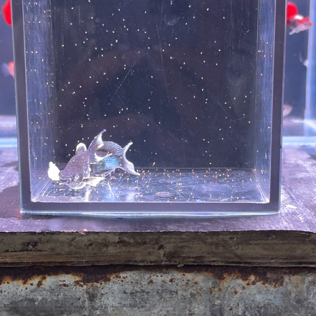 孔雀鱼5号玛丽2条