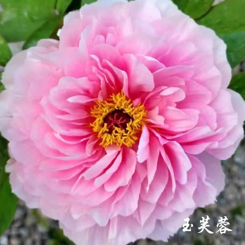 【玉芙蓉】6加仑大盆— 6年苗以上（粉色）进口品种盆栽牡丹