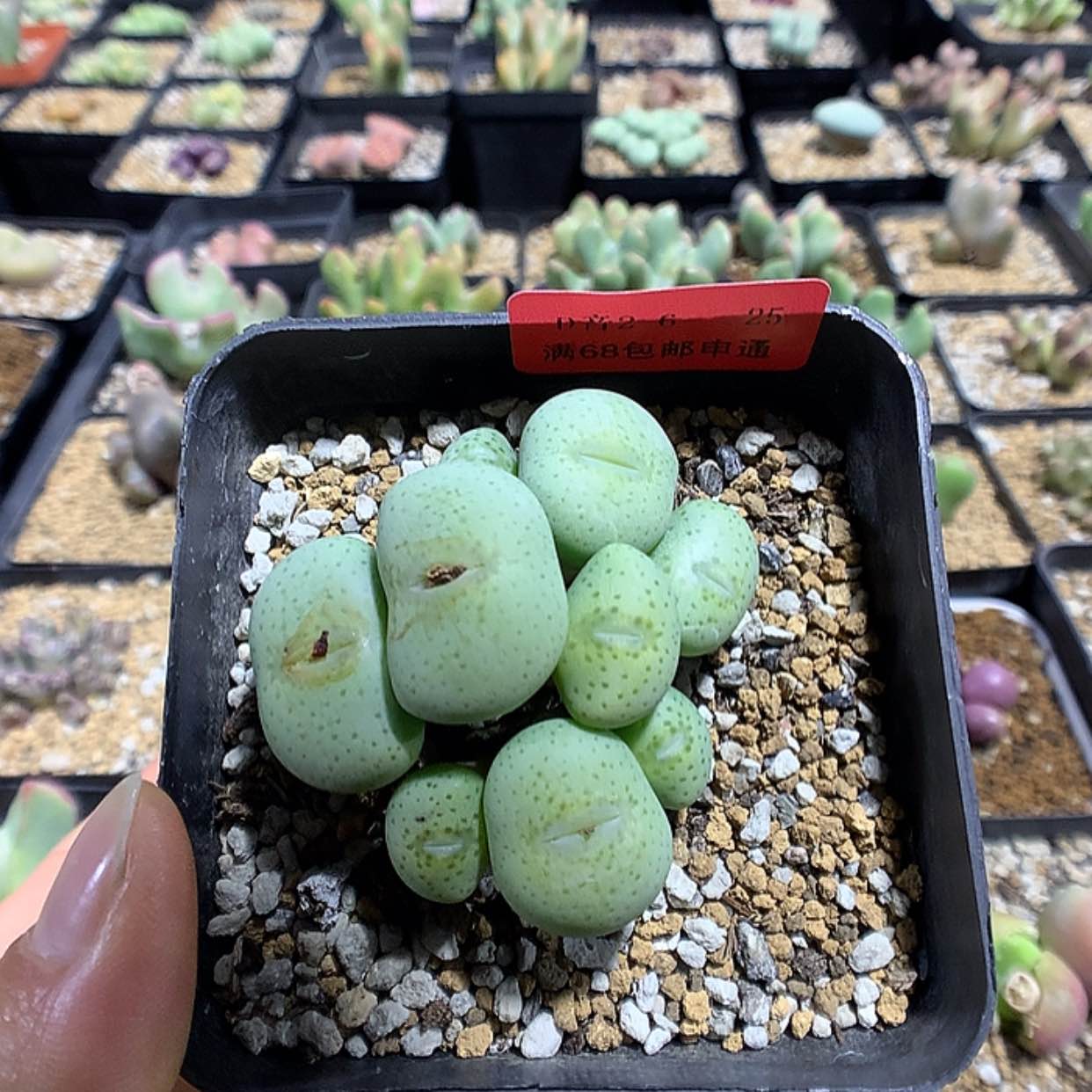 【闪购商品】2-6-25 大饼一群 30